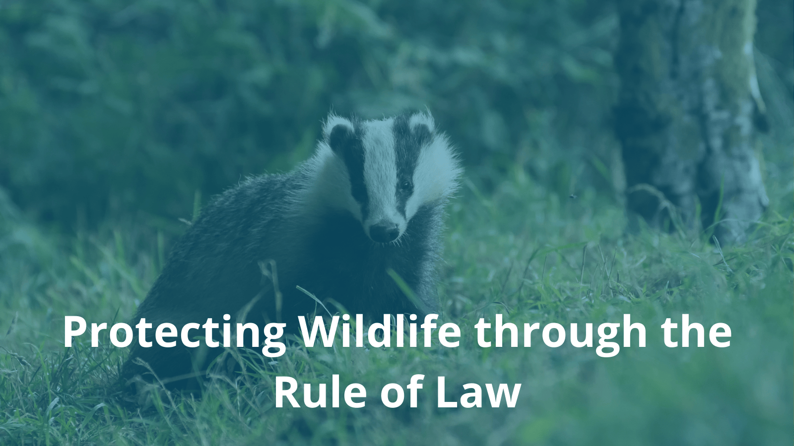 Protecting Wildlife through the Rule of Law
